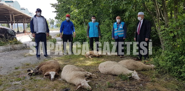 SAPANCA'DA ŞÜKÜR KURBANI KESİLDİ