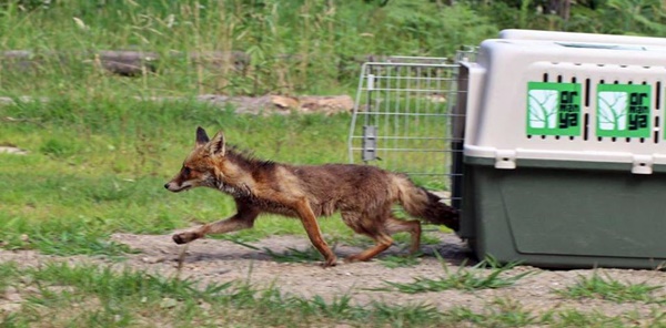 TEDAVİ EDİLEN 2 YAVRU TİLKİ, SAPANCA SOĞUCAK YAYLASINDA DOĞAYA SALINDI