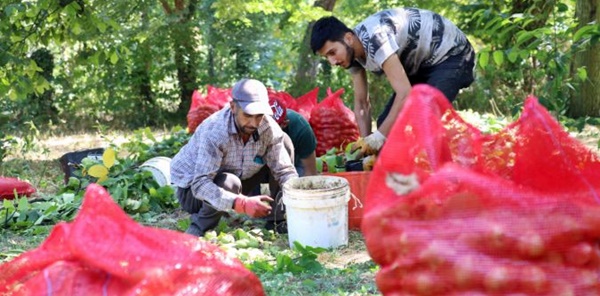 'SAPANCA CEVİZİ'NDE HASAT BAŞLADI