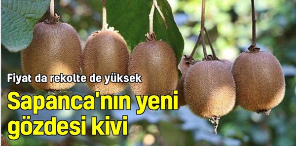 SAPANCA'DA KİVİ HASADINA BAŞLANDI