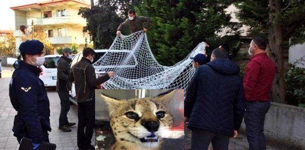 SAPANCA'DA AFRİKA YABAN KEDİSİ ELE GEÇİRİLDİ