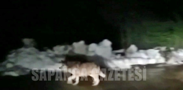 AÇ KALAN KURT MAHALLEYE İNDİ