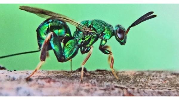 SAPANCA'NIN KESTANE BALINI BU BÖCEK KORUYACAK