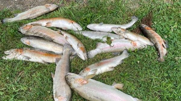 BÜYÜKŞEHİR'DEN BALIK ÖLÜMLERİNE İNCELEME!