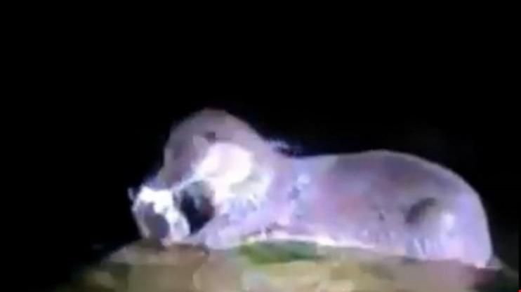 SAPANCA GÖLÜNDE SU SAMURU YENİDEN GÖRÜNTÜLENDİ