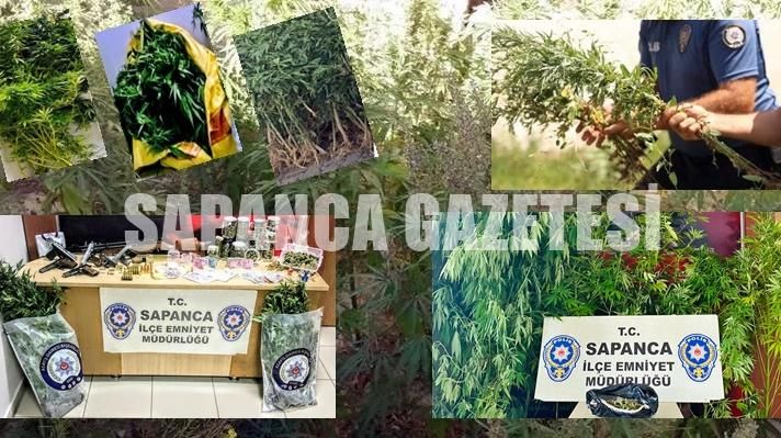 SAPANCA'DA UYUŞTURUCU OPERASYONLARI