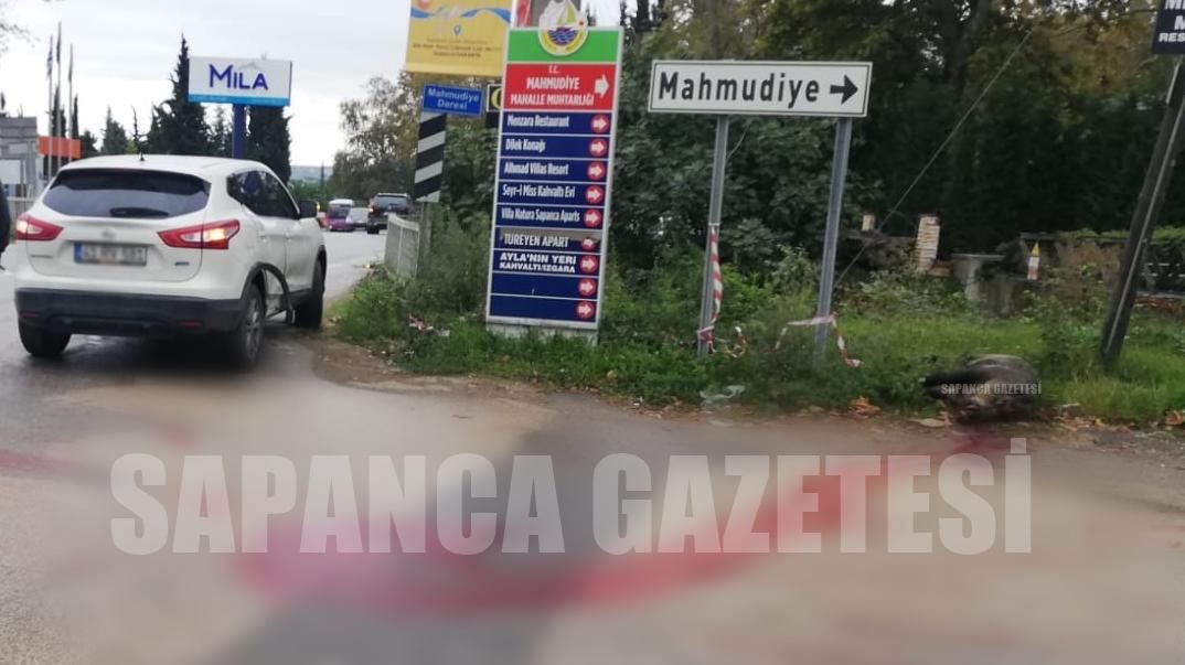ARAZİ ARACININ ÇARPTIĞI YABAN DOMUZU TELEF OLDU