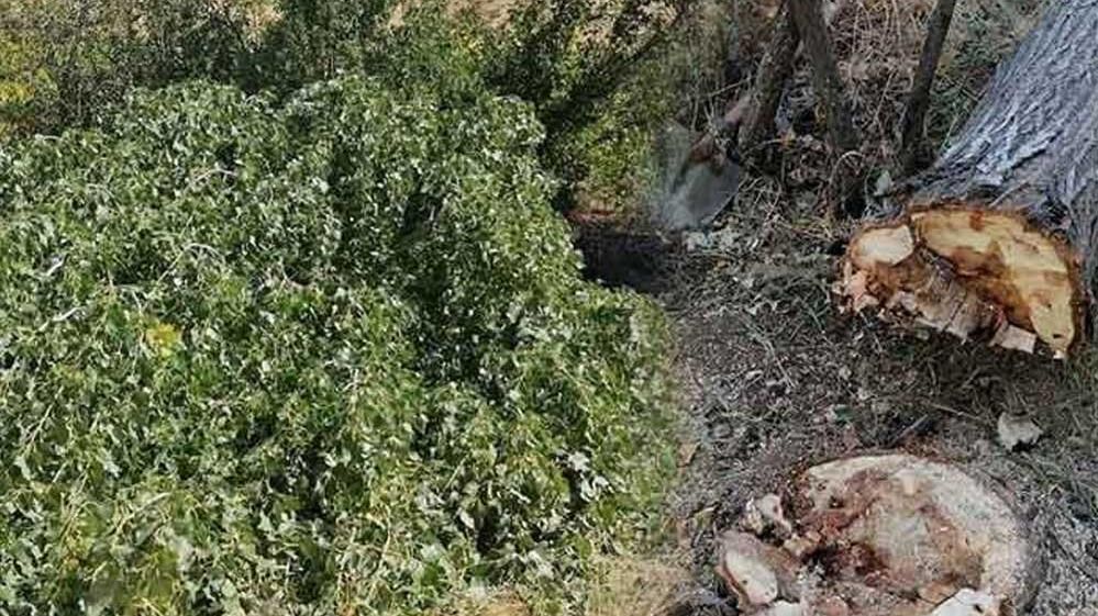 KESTİĞİ AĞACIN ALTINDA KALDI