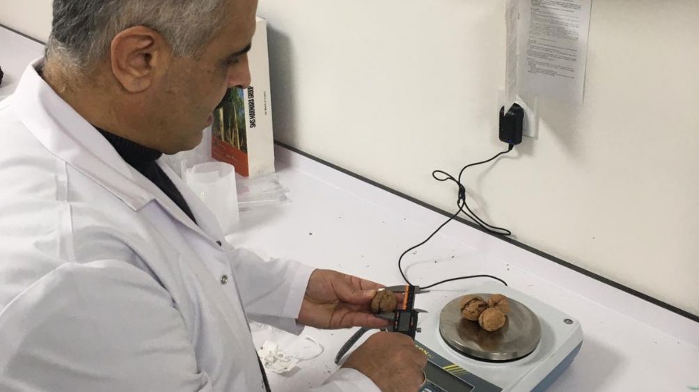 SAPANCA CEVİZİ MARKALAŞIYOR