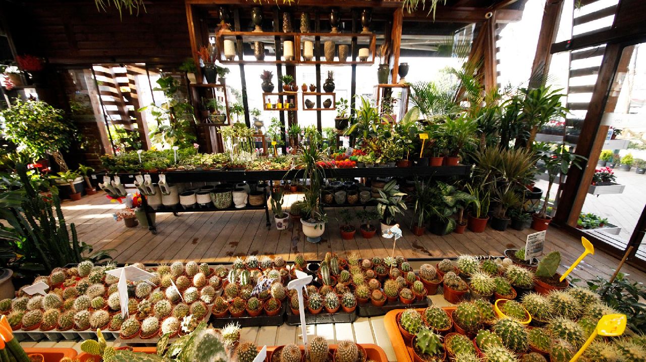 BAHÇEM SAPANCA AÇILIYOR