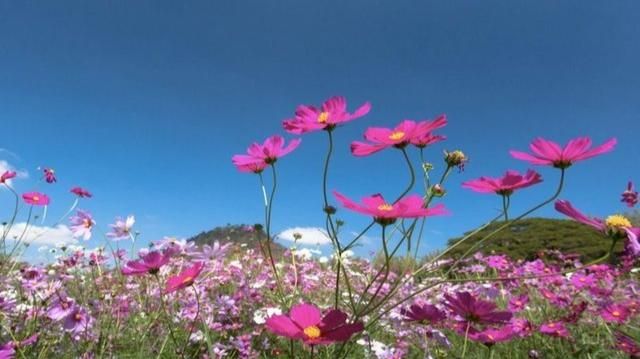 CEMRE ÖNCE NEREYE DÜŞECEK? HAVA MI TOPRAK MI?