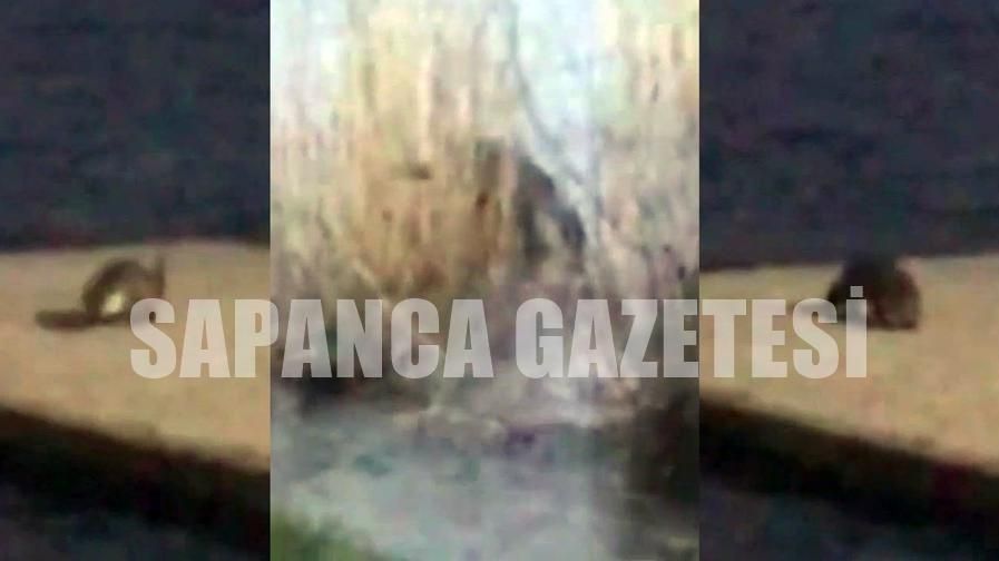 SAPANCA'DAKİ SU SAMURU YENİDEN ORTAYA ÇIKTI