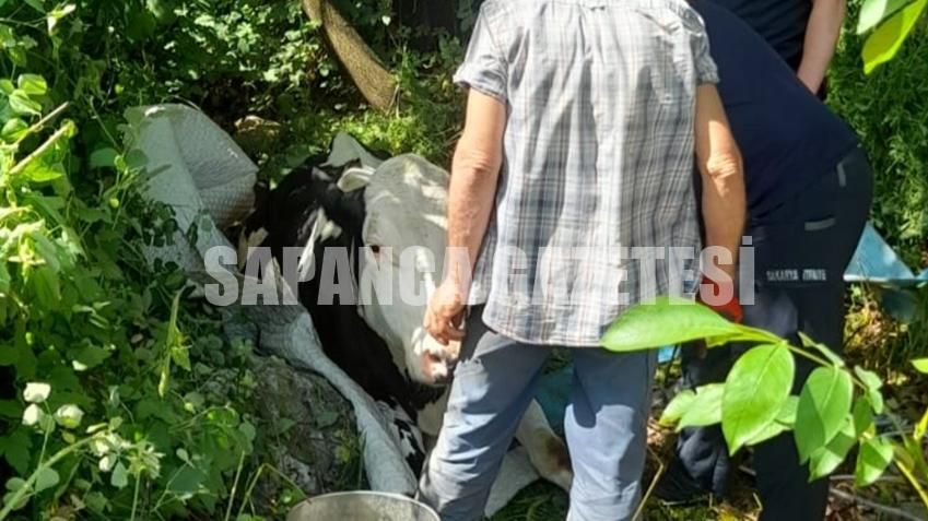 DERE YATAĞINA DÜŞEN İNEĞİ İTFAİYE KURTARDI