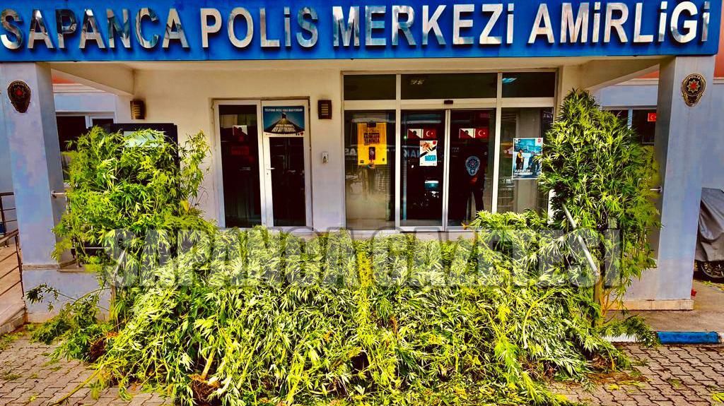 SAPANCA'DA KENEVİR OPERASYONU