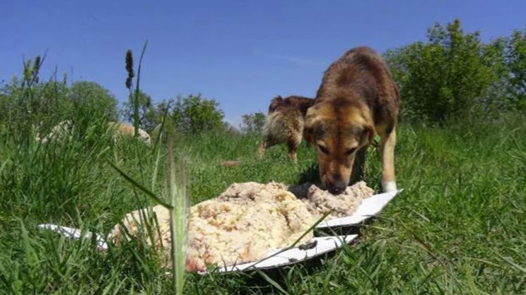 SAPANCA'DA KÖPEKLERE TÜKÜRME TARTIŞMASINDA KAN AKTI