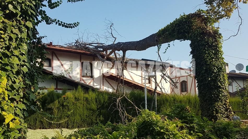 ASIRLIK ÇINAR İKİZ VİLLANIN ÜZERİNE DEVRİLDİ