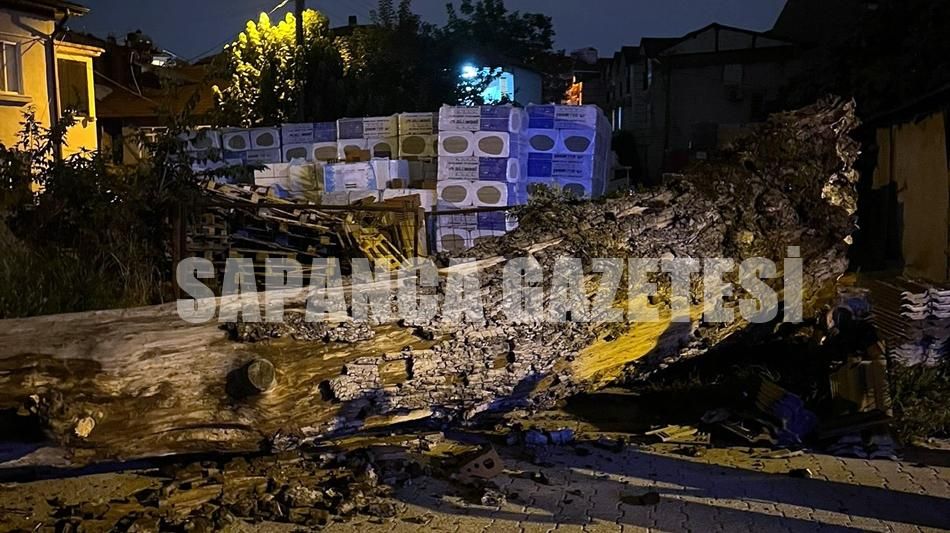 SAPANCA'DA ASIRLIK ÇINARLAR BİR BİR DEVRİLİYOR