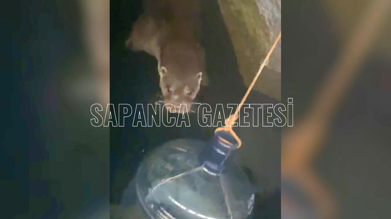 SU SAMURU SAPANCA GÖLÜNDE BİR KEZ DAHA GÖRÜNTÜLENDİ