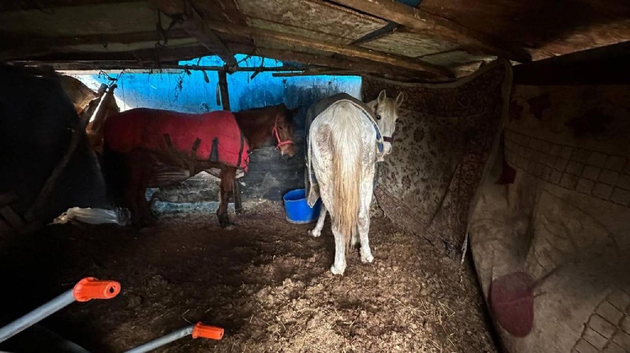 AT VE EŞEK KASAPLARI İŞ BAŞINDA!