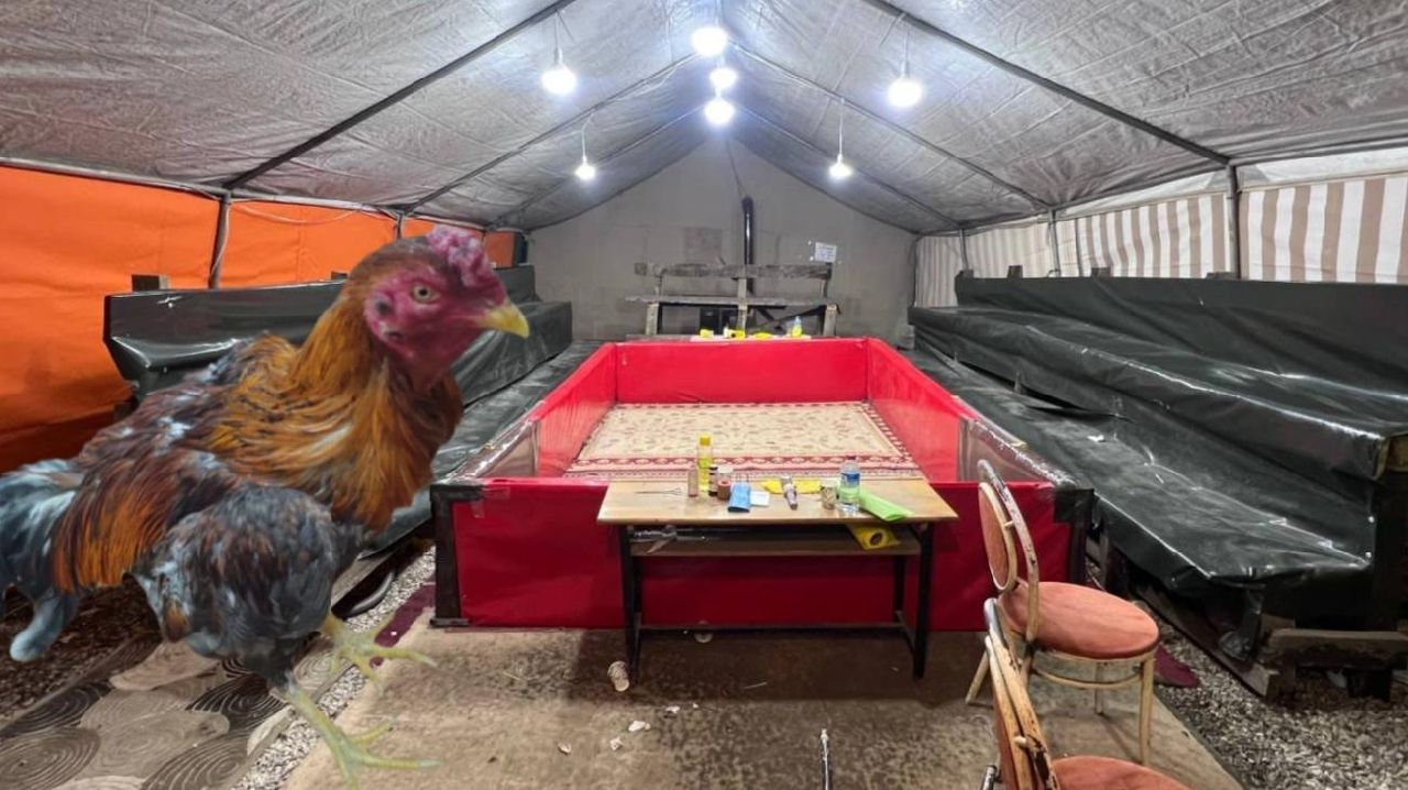 HOROZ DÖVÜŞÜ RİNGİNE JANDARMA BASKINI!