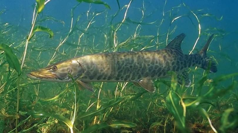 TURNA BALIĞI AV YASAĞI 1 NİSAN'DA SONA ERİYOR!